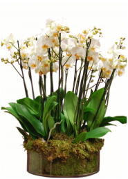 Grouped Orchid