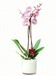 Purple Orchid with Vase