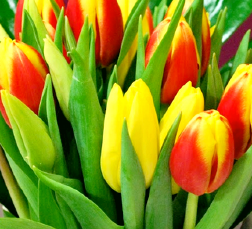 Yellow and red Tulips