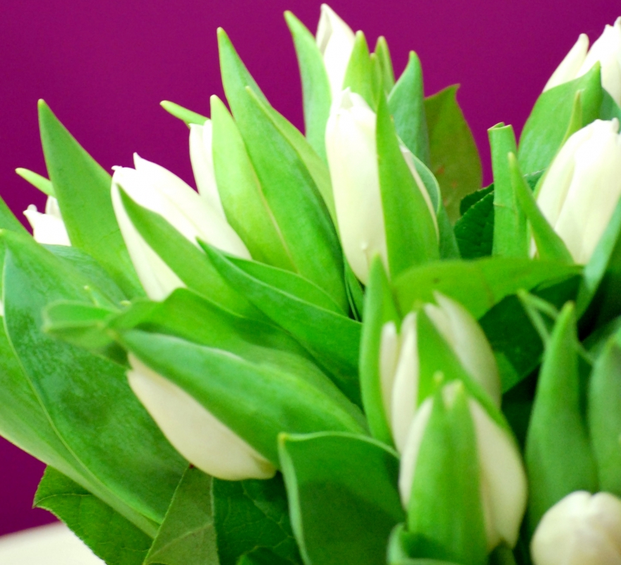 White Tulips Close Up