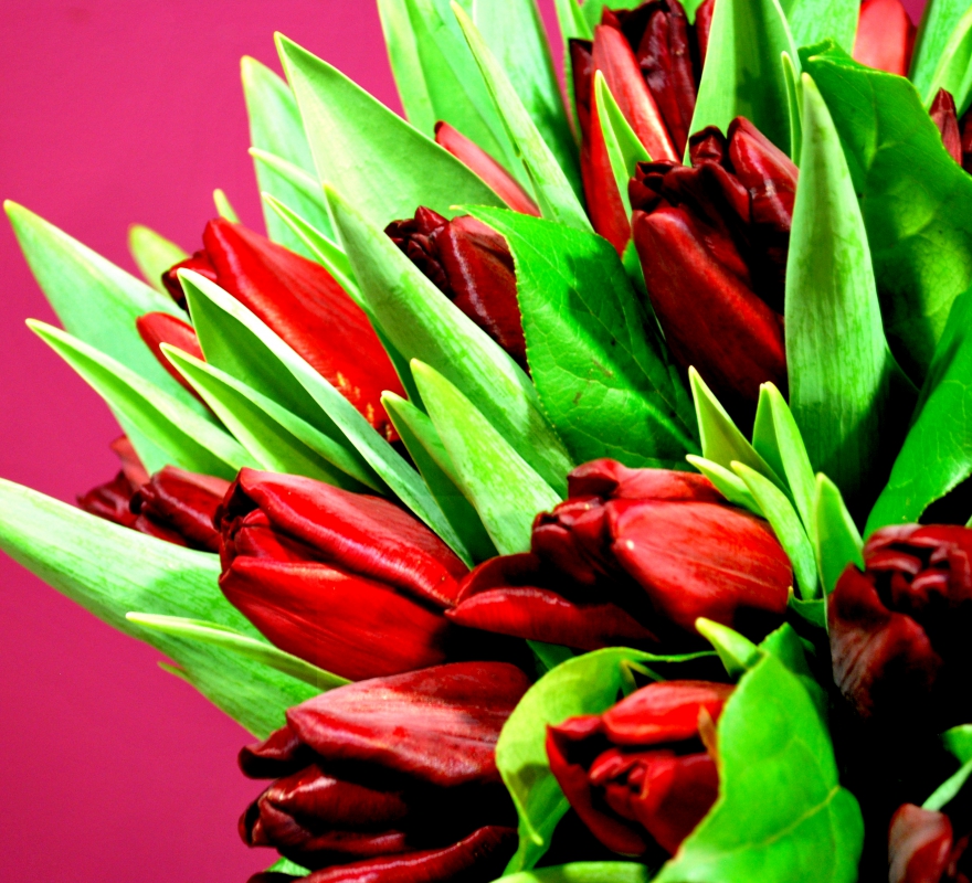 Red Tulips Close Up