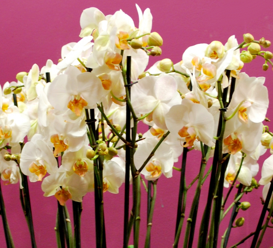 Grouped Orchids Close up 1