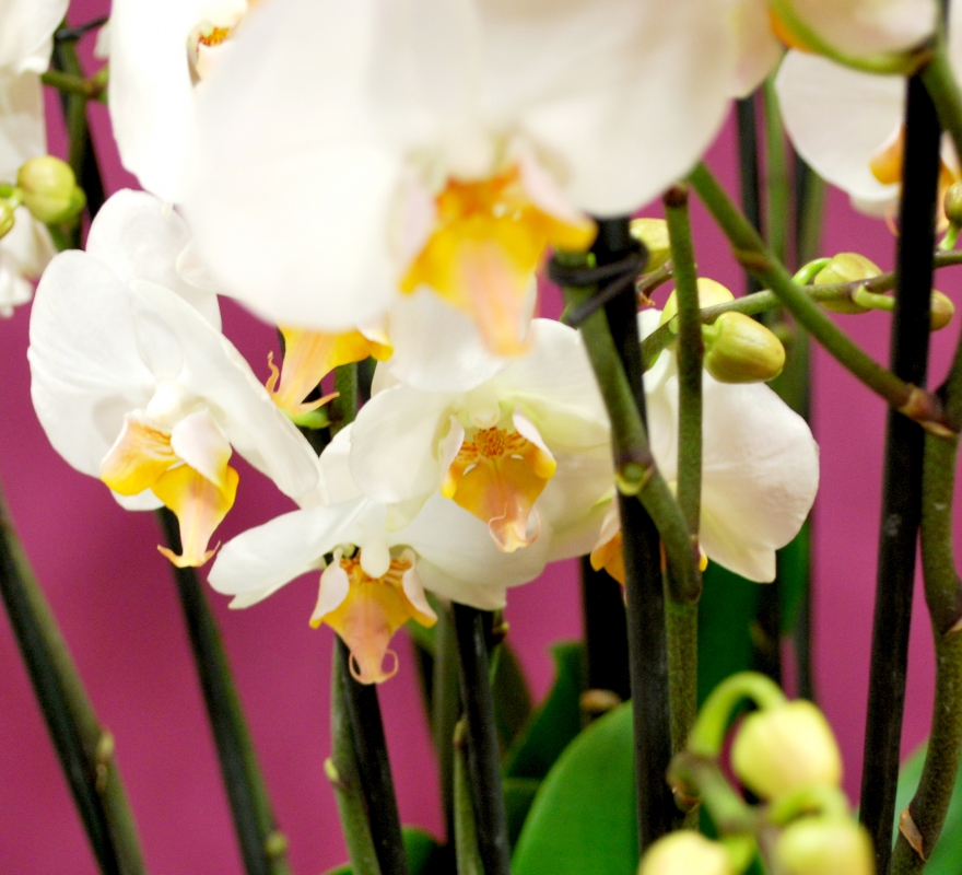Grouped Orchids Close up 2