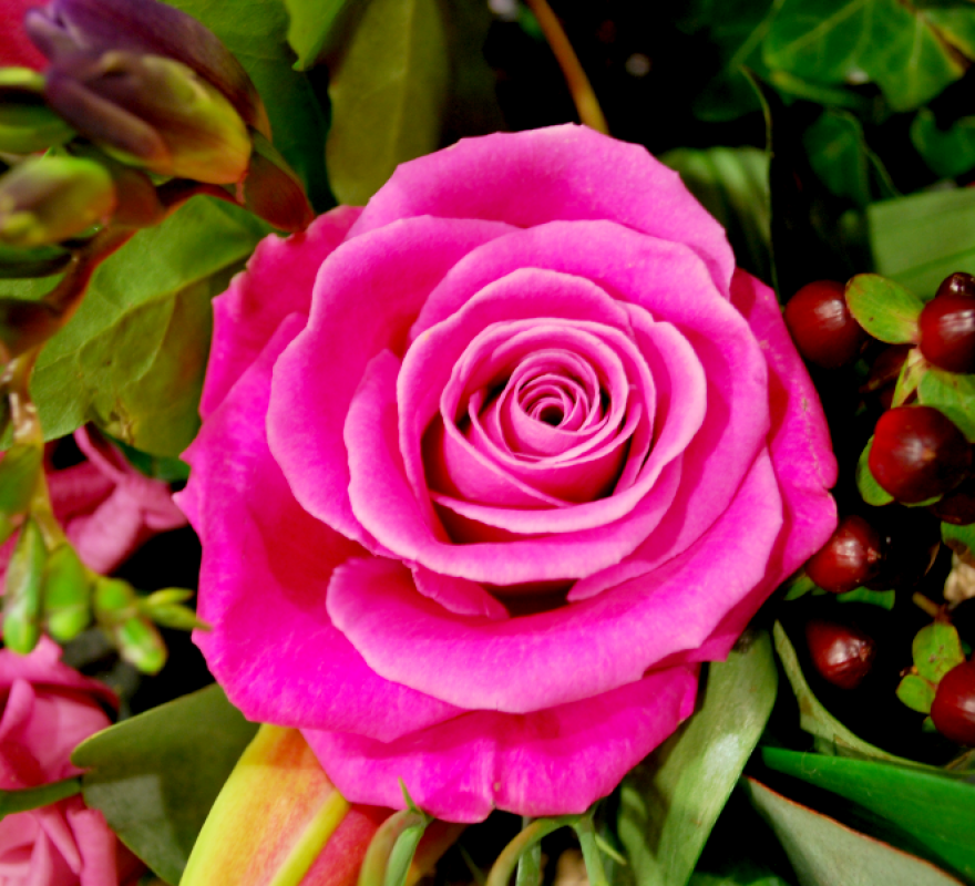 Rose Garden_Close Up 2