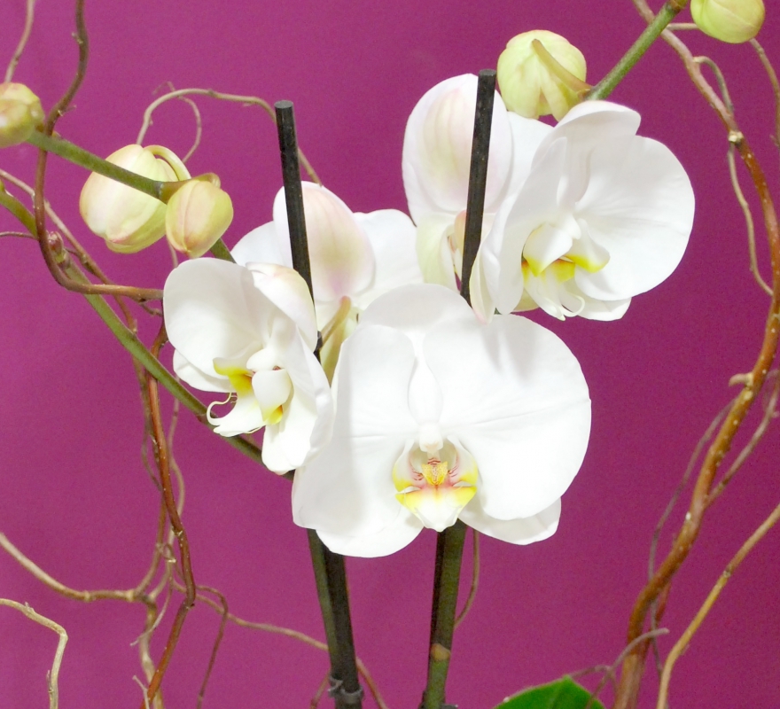 White Orchid Close Up