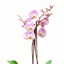Purple Orchid with Vase