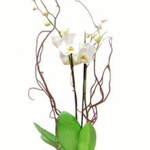 white Orchid