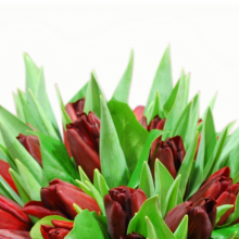 Simply tulips red